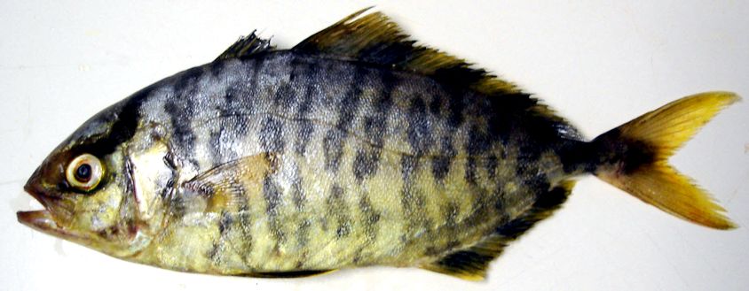 Seriola fasciata_005.jpg